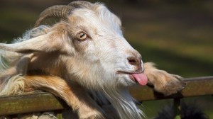 old goat
