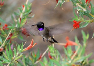 Male Black-chinned hummingbird