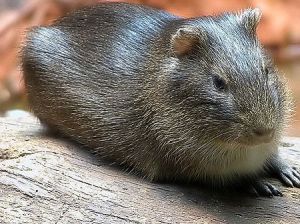 Cavia 1