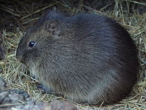 Cavia 2