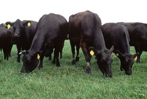 angus 1
