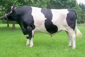 angus 8