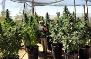 crop 10 mariu