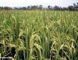 crop 6