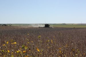 crop 8 soy
