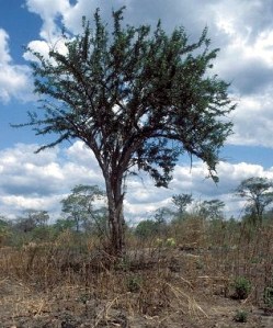 makonde 14