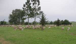 merino 2