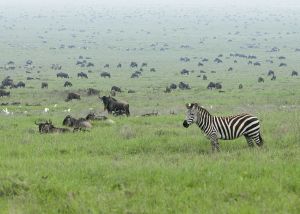 tanzania 10
