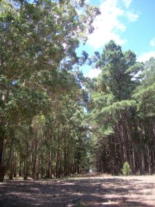 timber 1