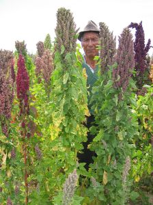 quinoa hist 1