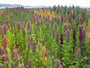 quinoa hist 6a