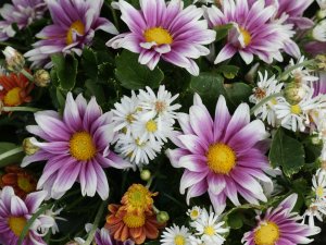 Beautiful flowers Philippine islands