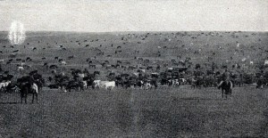 Liebig 67, 8 photos 1901a