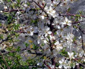 La Floresta 34
