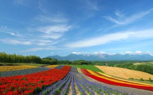 ito 15 Hokkaido