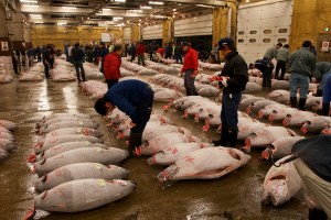 ito 3 Tsukiji Fish Market 1