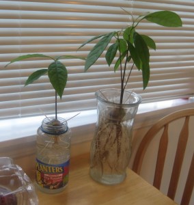 avocado 12