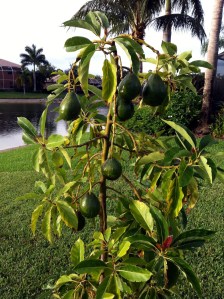 avocado 14