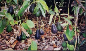 avocado 15