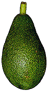 avocado 16 fuerte