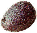 avocado 16 hass