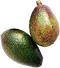 avocado 16 negritto