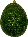 avocado 16 reed