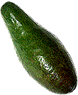 avocado 16 wild