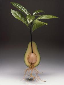 avocado 19