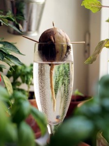 avocado 28