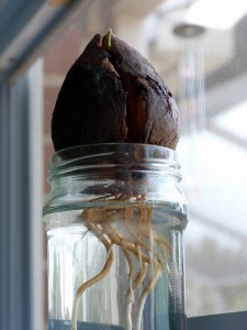 avocado 29