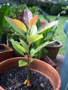 avocado 30