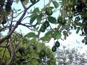 avocado 32