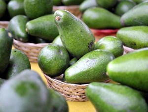 avocado 41 sabinas hidalgo