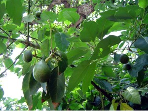 avocado 6