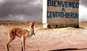berlin 44 bolivia