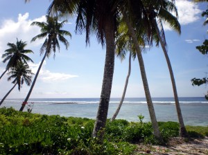 coconut 10 samoa