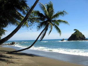 coconut 11 costa rica