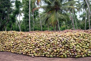 coconut 16 45 day flour