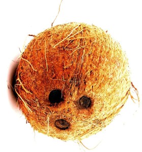 coconut 1a
