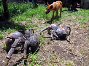 coconut 6 coconut crab