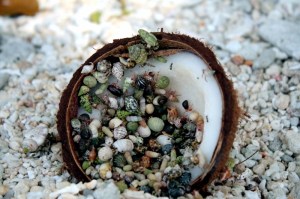 coconut 6i