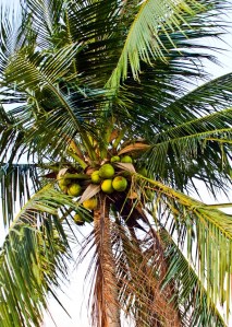 coconut 7
