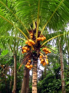 coconut 8