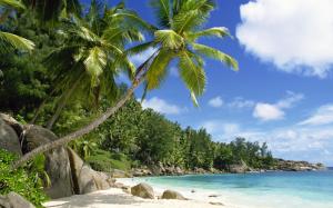 coconut 9 seychelles