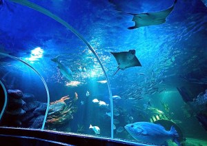 aquadom 11a