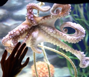 aquadom 13