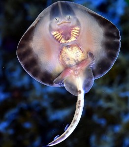 aquadom 5