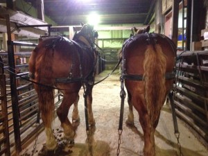 horses 3