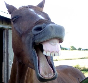 horses 31
